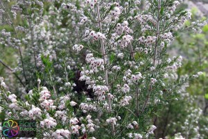 Erica Arborea2